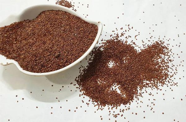 Hình ảnh hạt ngũ hoa đang ngâm nước nở ra thành chất keo